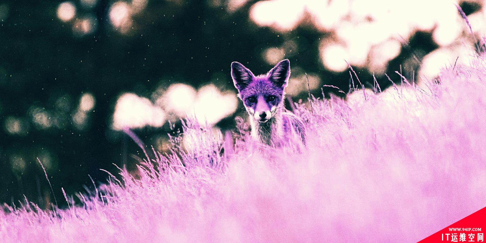 Purple Fox恶意软件正大肆攻击Windows设备